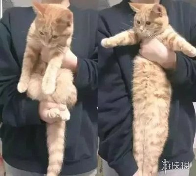 猫为什么可以拉长
