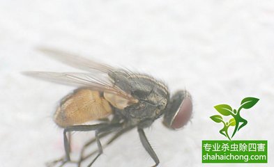 有哪些方法可以杀死苍蝇,怎样才能杀死苍蝇?