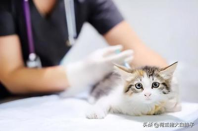 多大的猫可以打疫苗