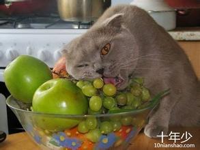 猫能吃苹果吗,宠物猫可以吃苹果