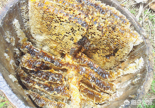 蜜蜂巢里的蜂蜜怎么取出来（土养、活框取蜜法）